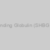 Human Sex Hormone Binding Globulin (SHBG) depleted human serum